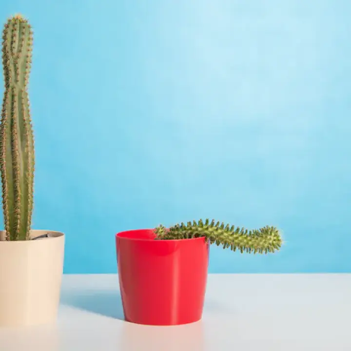 ইরেকশন রিং বনাম ডিলে স্প্রে – বাংলাদেশে কোনটি বেশি কার্যকর?