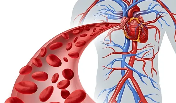 Support Circulation & Vital Organs - Blood drop icon
