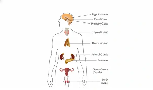 Hormone Detox Bangladesh