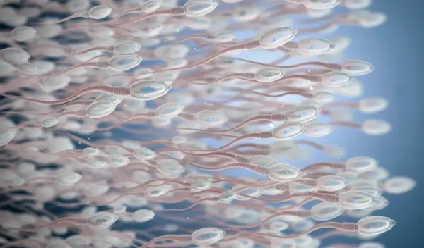 Sperm count support Bangladesh