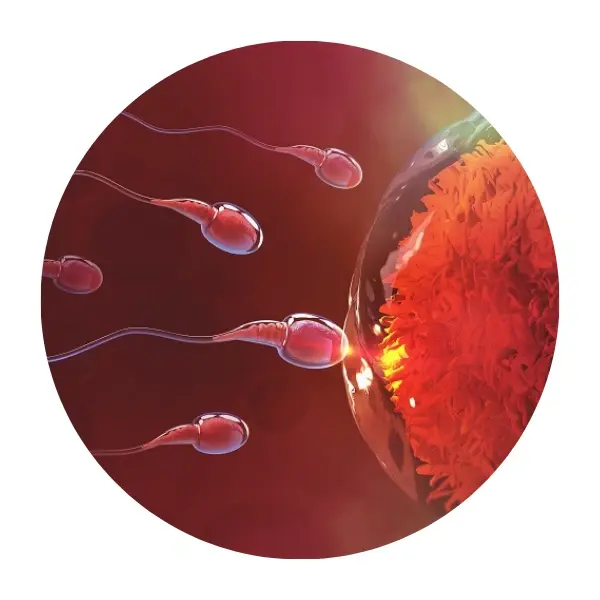 Antioxidant fertility Bangladesh