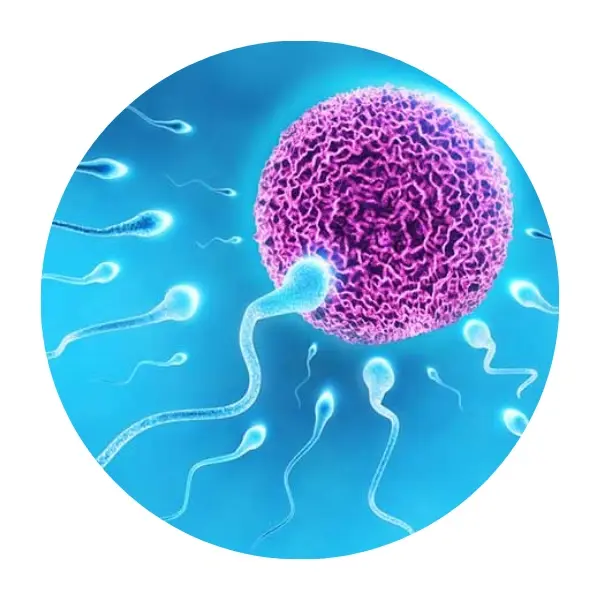 Daily supplement Bangladesh