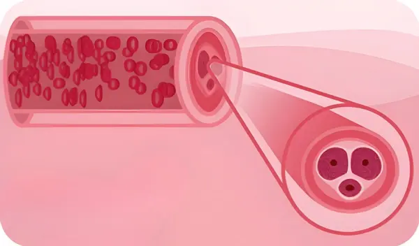 Blood Flow Support for Men in Bangladesh