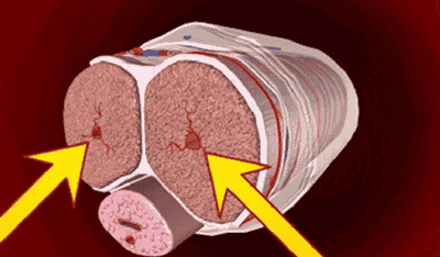 Testosterone Boost - Male hormone icon