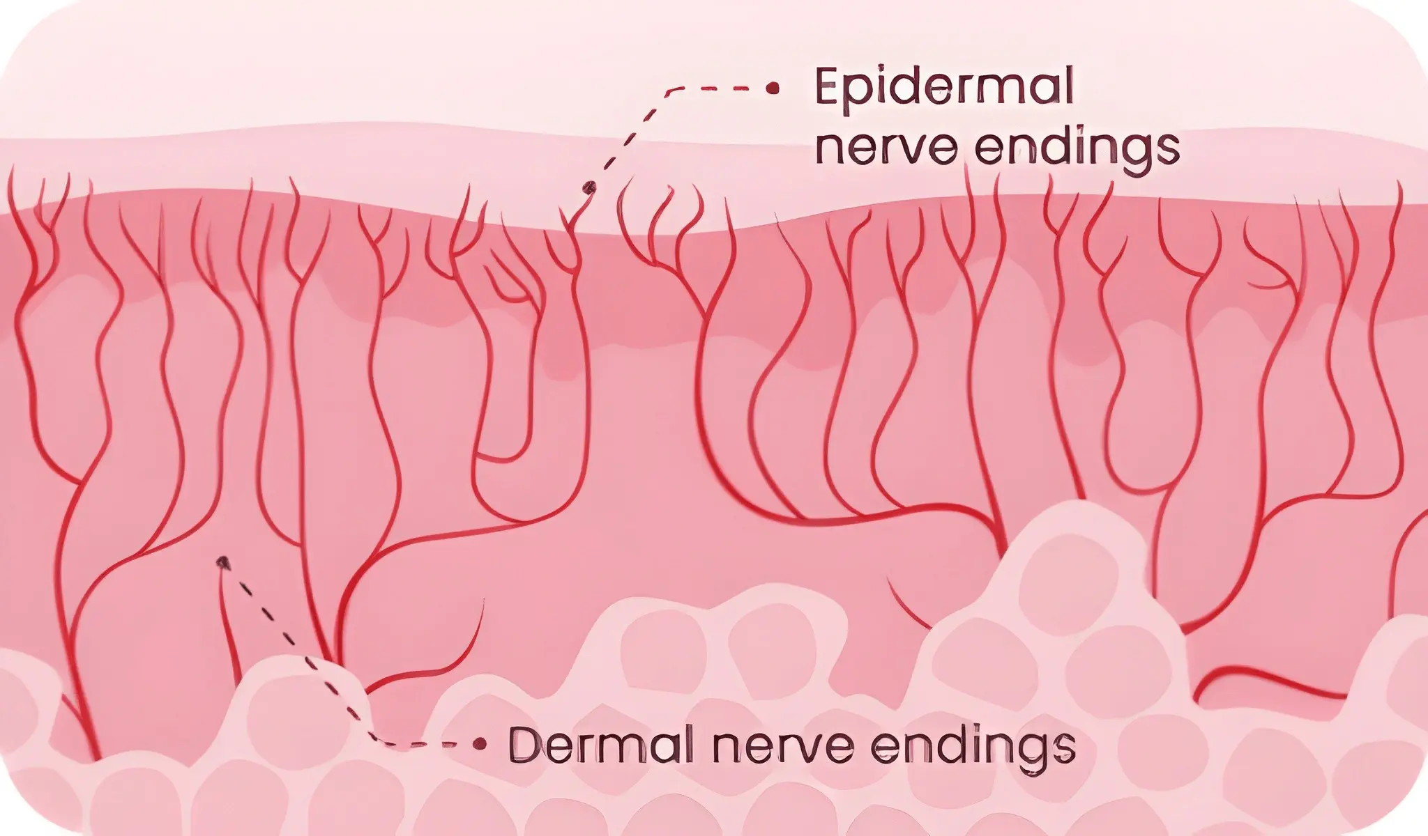 nerves signal triggar